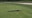 Huge rattlesnake spotted on golf course green in St. Pete