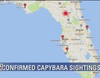 Where to See Capybaras in Florida: Top Spots for Wildlife Lovers