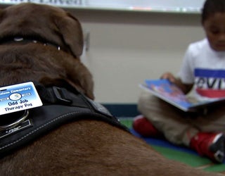 Therapy dog for sales odd