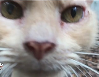 Senior Kitties Relax Through Their Golden Years At Cat S Cradle In
