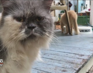 Senior Kitties Relax Through Their Golden Years At Cat S Cradle In