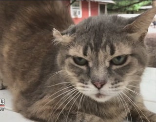 Senior Kitties Relax Through Their Golden Years At Cat S Cradle In