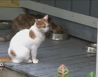 Senior Kitties Relax Through Their Golden Years At Cat S Cradle In