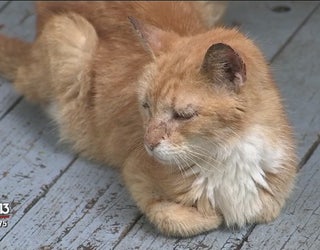 Senior Kitties Relax Through Their Golden Years At Cat S Cradle In