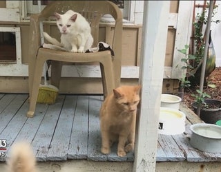 Senior Kitties Relax Through Their Golden Years At Cat S Cradle In