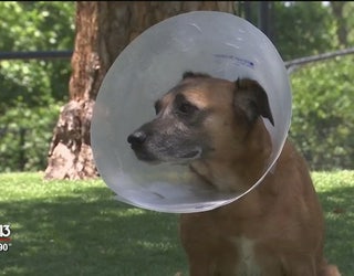 Pinellas County dog sanctuary could be forced to move | FOX ...