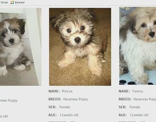 online puppy scams trick people out of thousands
