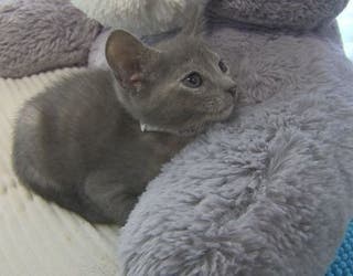 Humane Society Of Polk County Hopes To Win 50 000 In Fundraising