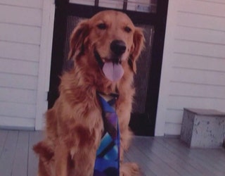 home from home doggy daycare