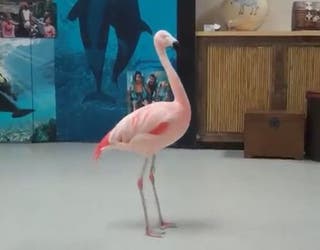 Man Arrested For Attacking Flamingo At Busch Gardens Fox