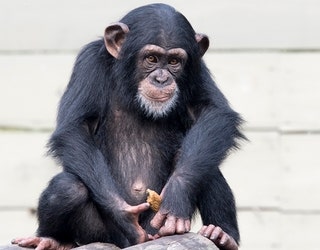 Chimpanzee apparently killed by other chimps at Lowry Park Zoo ...