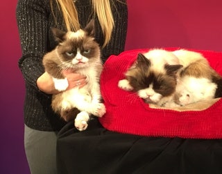 Grumpy Cat Meets Likeness At Madame Tussauds