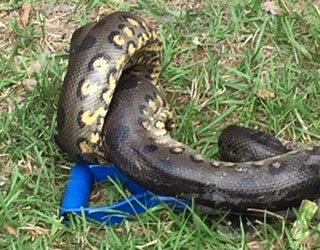 Florida woman startled by 9-foot green anaconda | FOX 13 Tampa Bay