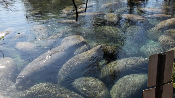 Florida raises estimate for state's manatee population