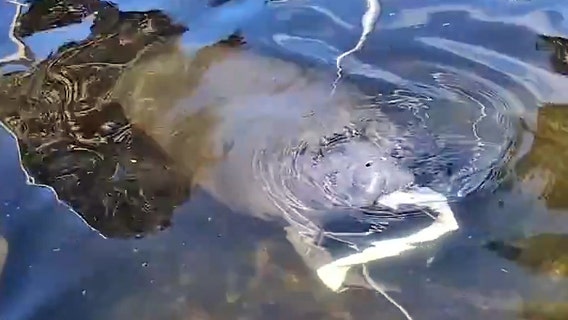 Watch: Manatee tries to eat large piece of plastic