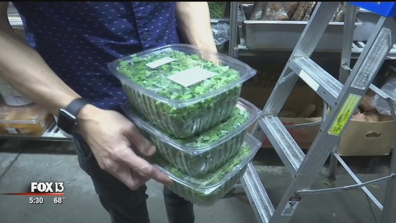 Amid E. coli warning, St. Pete farmers provide worry-free romaine