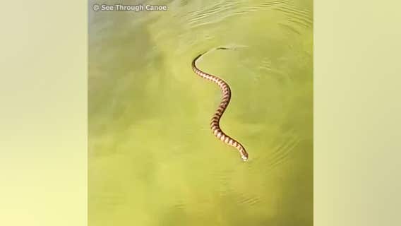 Snake swimming in Gulf of Mexico brought to shore by canoeist