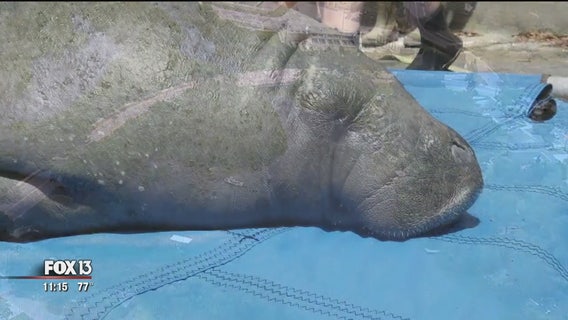 Injured manatee dies hours after rescue