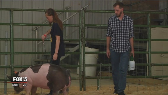 Community pays $31,000 for pig after girl loses parents
