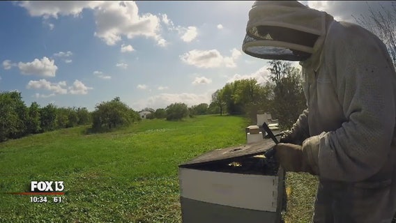 Program turns Tampa's veterans into beekeepers