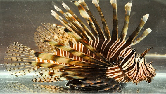 Fisherman sets new record with 'monster' lionfish catch in Gulf of Mexico