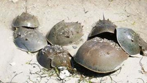 FWC asking beachgoers to help track horseshoe crab sightings during mating season