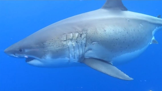 Researchers come face-to-face with huge great white shark