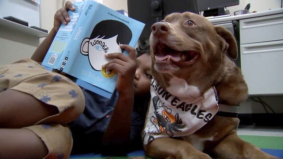 'Odd Job' the therapy dog provides comfort, friendship at Dover school