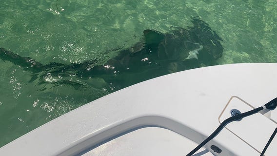 Watch: Hammerhead shark spotted near Pasco Sheriff's Office boat