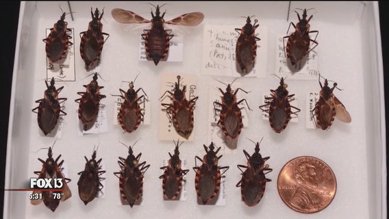 CDC issues kissing bug warning, but experts say not to panic