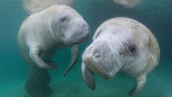 In first 8 months of year, manatee death toll surpasses 2017
