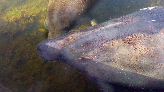 'Number' of manatees found dead in Everglades National Park