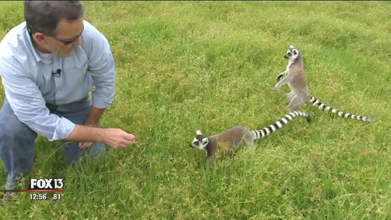 Safari Wilderness in Dade City