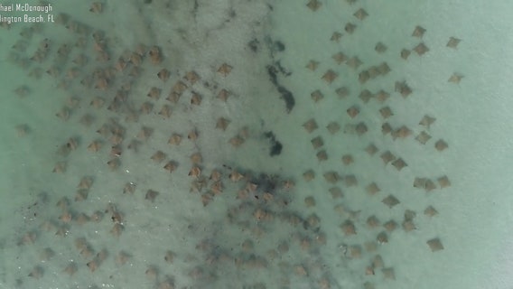 Watch: Fever of rays spotted off Redington Beach