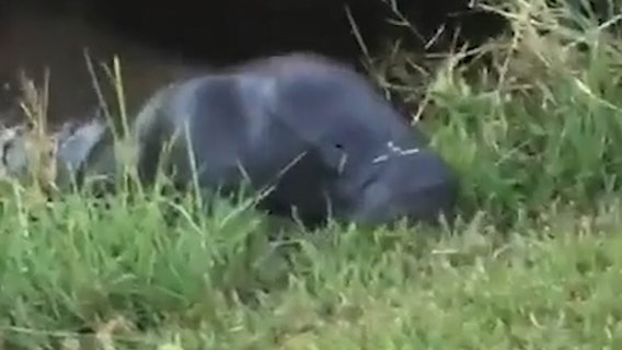 Manatee comes ashore to feast on grass in Port St. Lucie