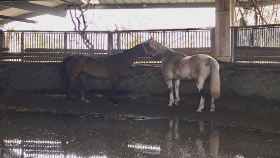 RVR Horse Rescue 'pays it forward' to help Puerto Rico