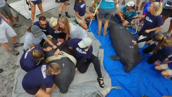 Twin manatees returned to Florida Keys waters