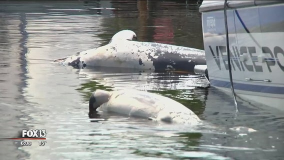 Venice officers patrol for dead marine life in wake of red tide
