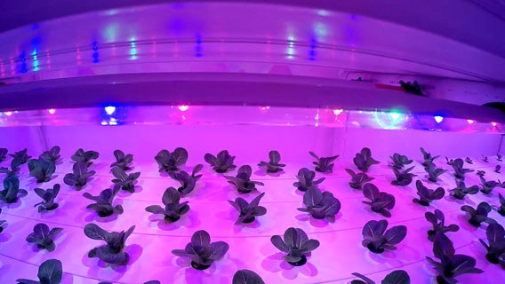 Brick Street Farms is a hidden gem producing fresh food