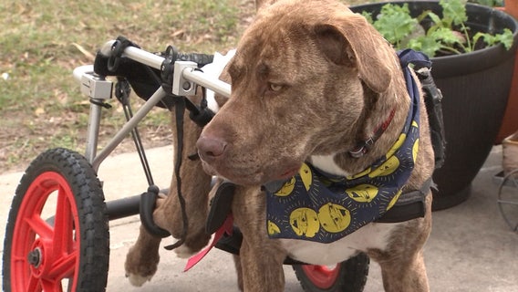 'Isle of Misfits' is home for handicapped, older pets to promote adopting the 'underdogs'