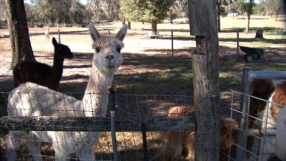 Sweet Blossom farm is where dozens of alpacas roam -- each with their own personality