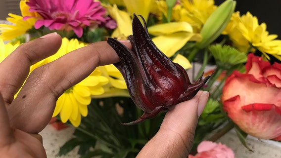 A Florida Thanksgiving: Make a Jamaican sorrel drink or cranberry sauce with the 'Florida cranberry'