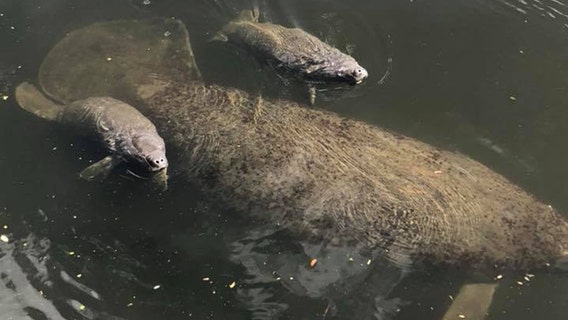 St. Petersburg woman spots rare set of manatee twins