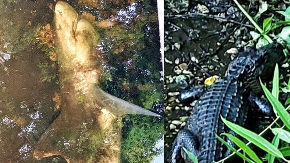 Florida deputies spot shark and gator in the same creek