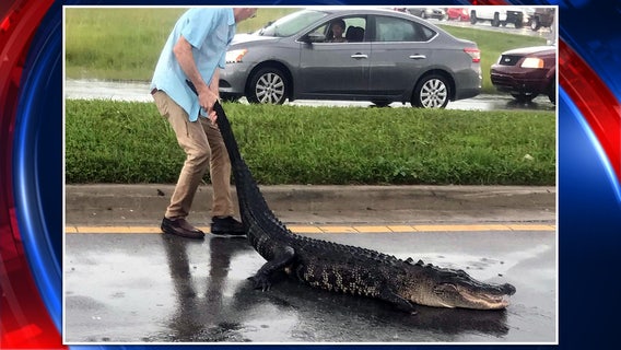 Trappers called after alligator wanders into Gandy Blvd. traffic