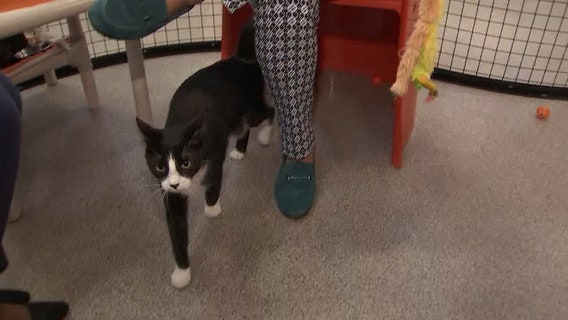 'Cat Depot' in Sarasota is like a resort for homeless cats