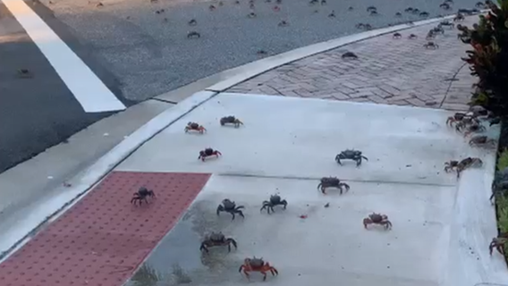 WATCH: Crabs invade Florida neighborhood