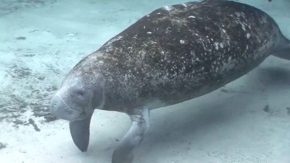 Boaters in Florida killed record number of manatees in 2019