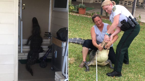 Gator tries to get into Plant City mobile home