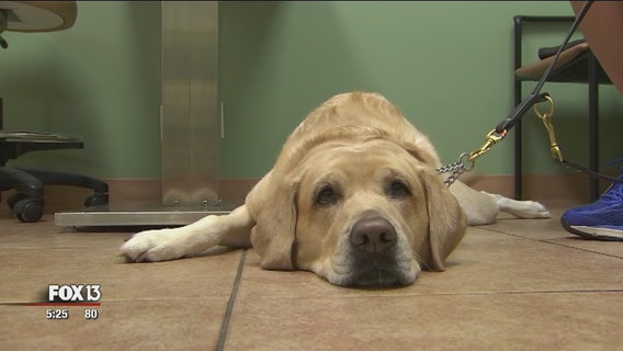 Service dogs get eye checkups